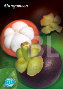 Mangosteen