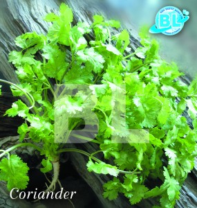 Coriander