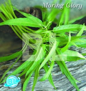 Moring Glory